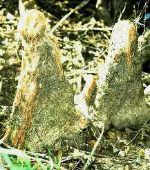 T.distichum (Knees)