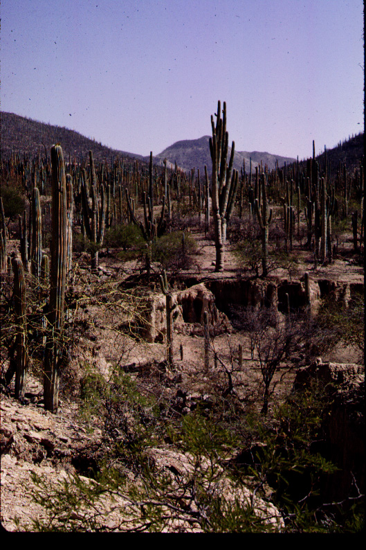 Tehuacan cactus preserve