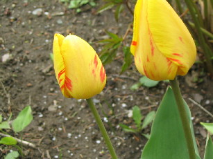 Yellow tulips tinged with red