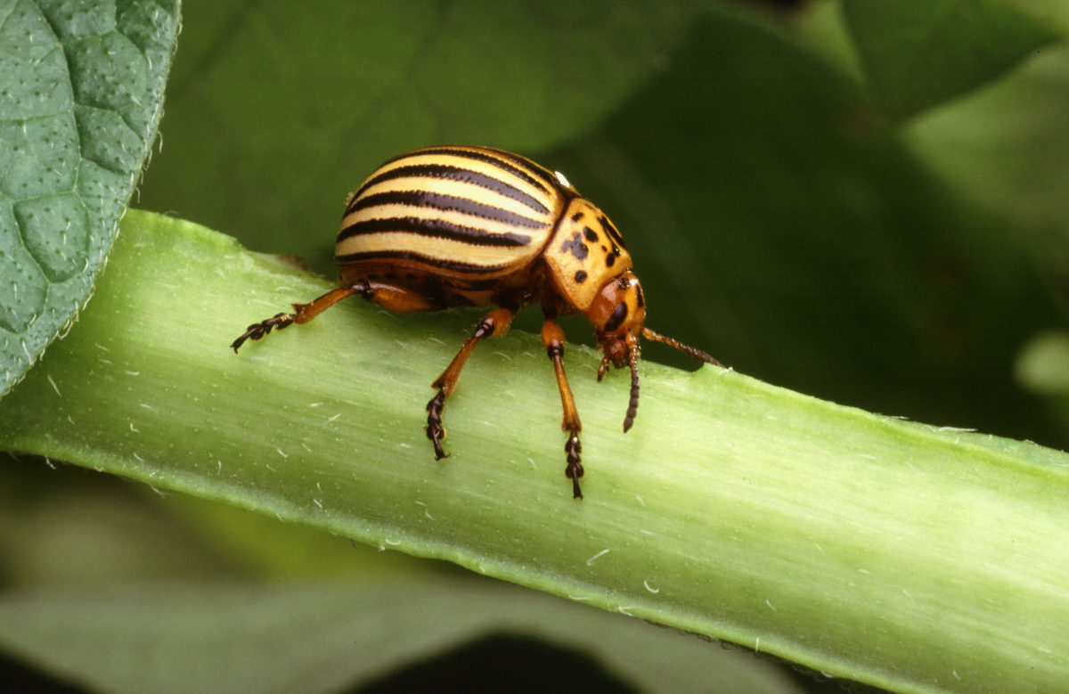 New Article: Origin of Pest Lineages of the Colorado Potato Beetle (Coleoptera: Chrysomelidae)