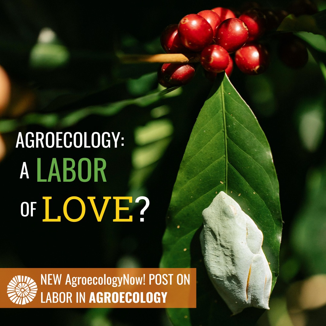 Agroecology: A Labor of Love