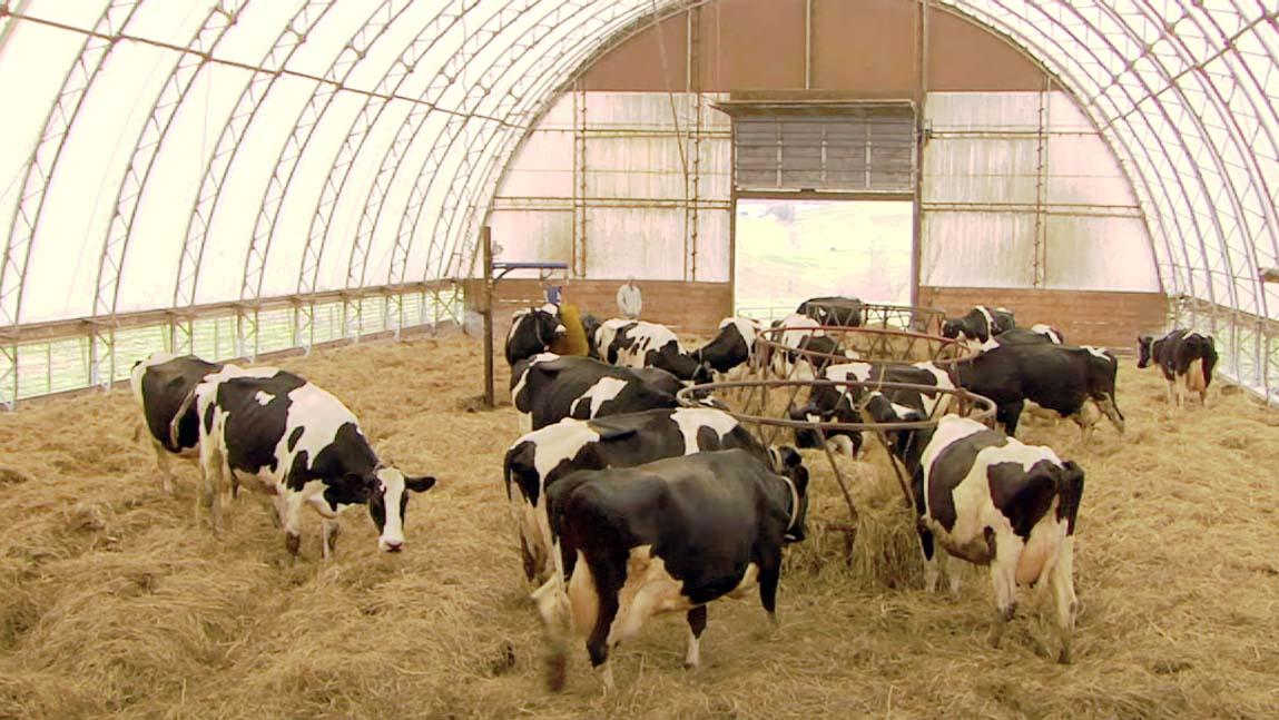 Organic bedding & Mastitis in cattle