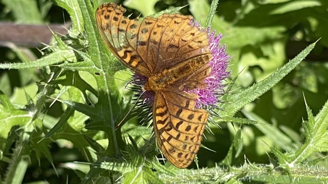 An image of a brownish-yellow insect on a purple flower, with greenery in the background