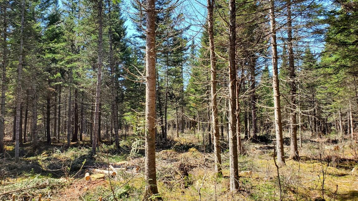 A thinned forest with some felled trees on the forest floor.