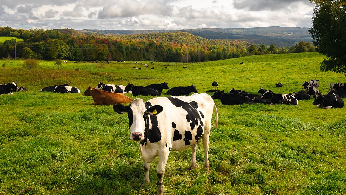 Migrant Workers Vital to Vermont Dairy Industry, Need More Social and  Medical Support