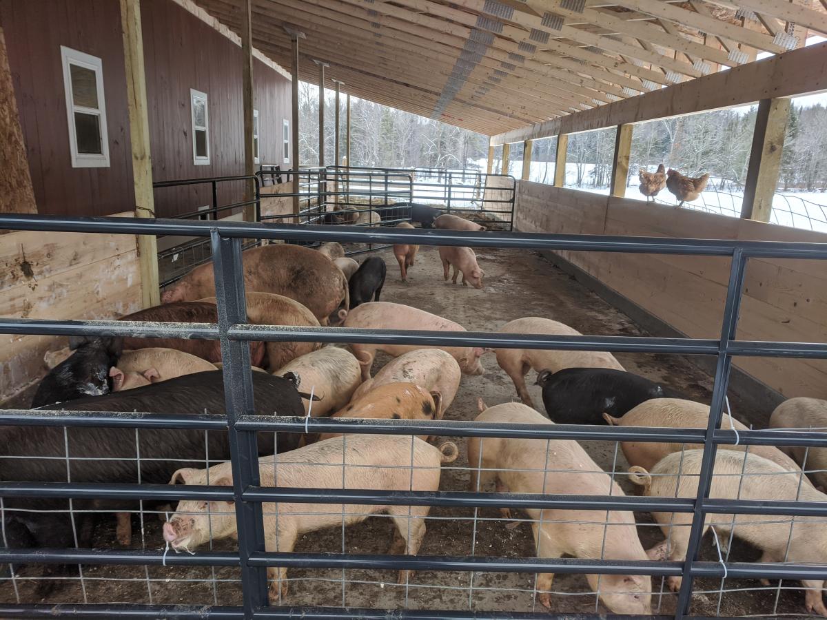 Pigs in a pen inside a barn