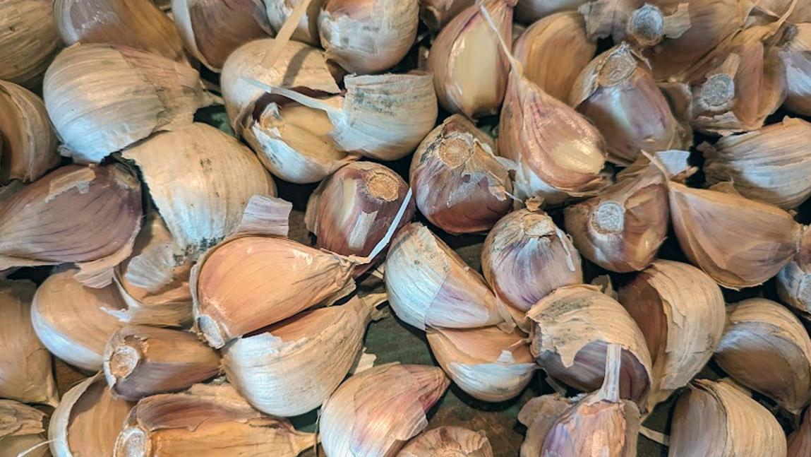 Master Gardener: Tips for successful garlic plants