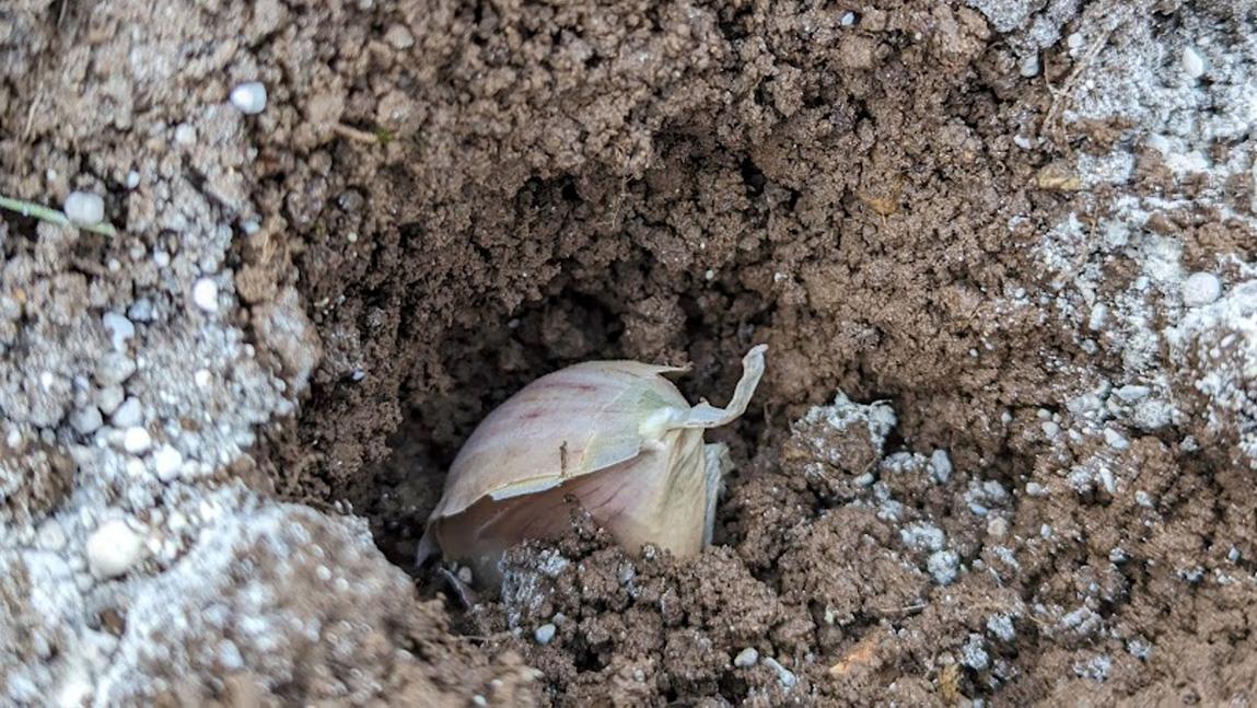 It S Time To Plant Garlic   Garlicplanting 