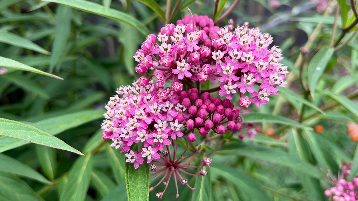 Marvelous Milkweed