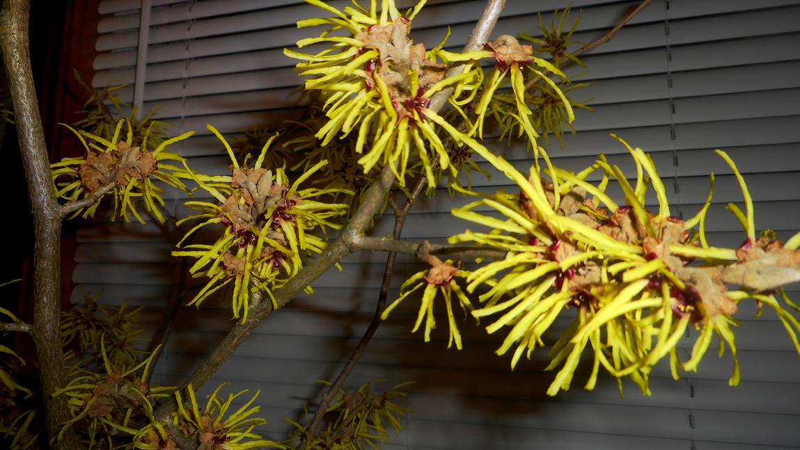 Winter Bloom Forcing Tips for Trees and Shrubs