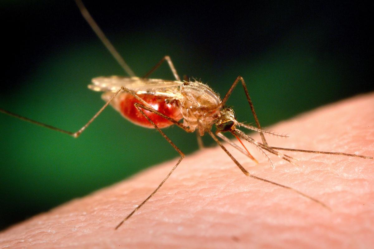 a mosquito feeding on a human blood meal