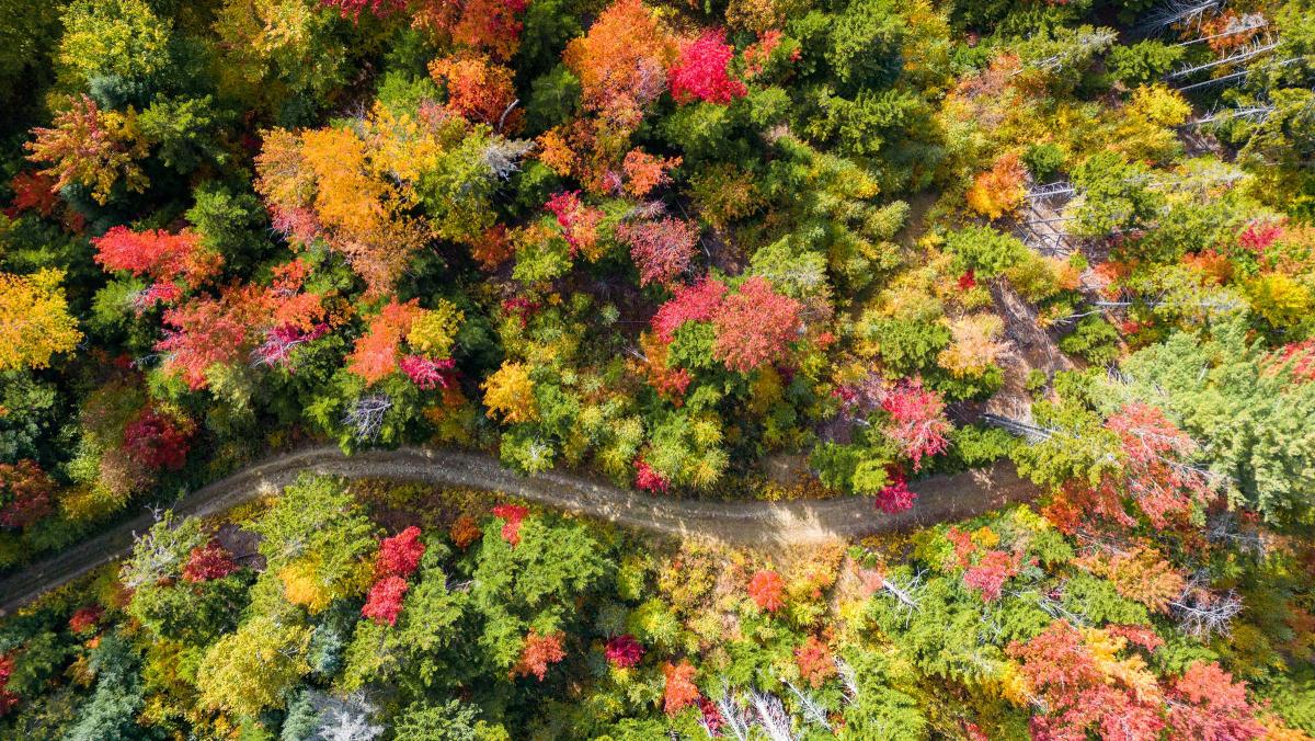 The Science of Fall Foliage and Climate Change UVM Expert