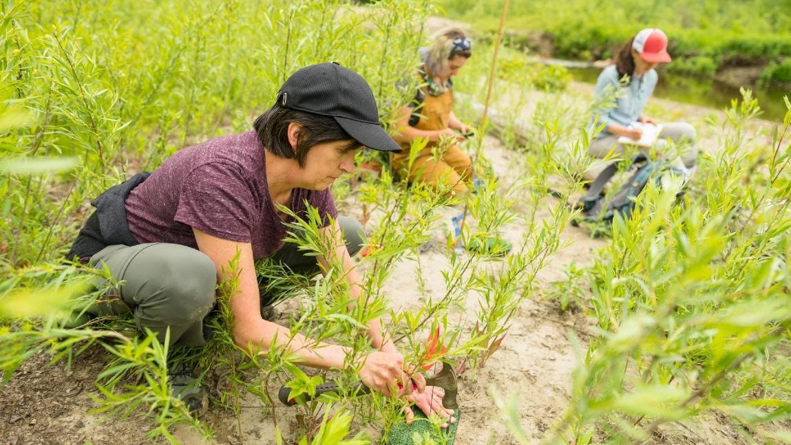 Beverly Wemple and two other people working in a field