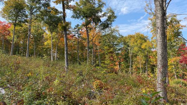 Climate change may make autumn leaves fall early and store less carbon