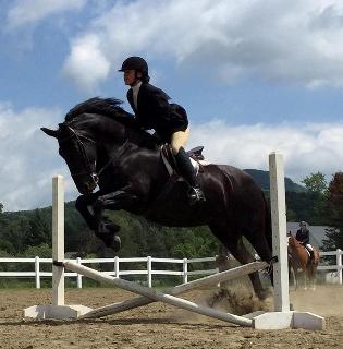 black show jumping horses