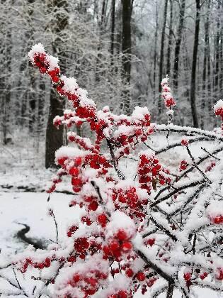 Winter Berry Branch