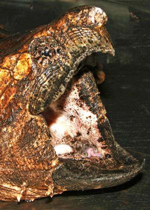 alligator snapping turtle tongue