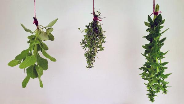 Drying Garden Herbs