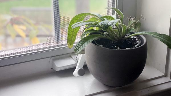 Increasing Humidity for Houseplants!