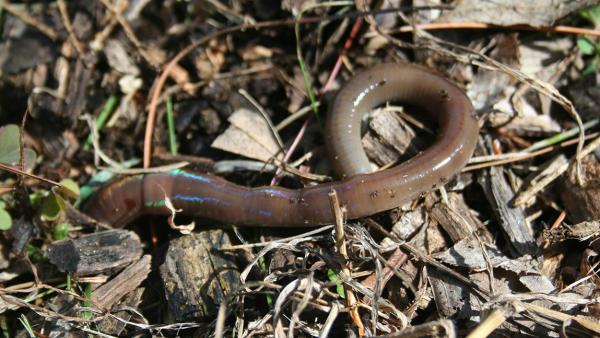 Earthworms under threat