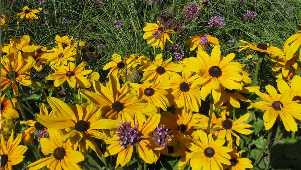 Calendula, Grown in Vermont