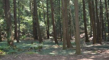 A dense hardwood forest.