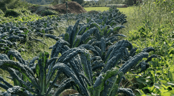 Kale on the farm