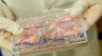 Gloved hands holding tray of samples in laboratory