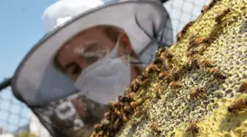 Collecting honey from the hive