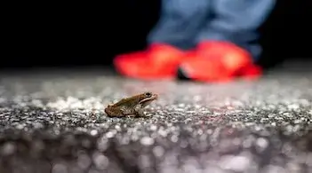 A frog sitting on a wet roadway