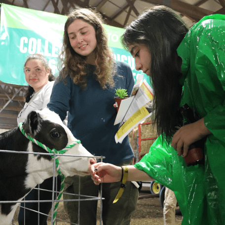 Students pet a calf at CALS orientation
