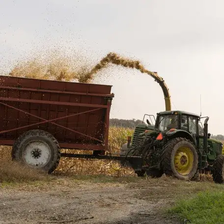 Farm machinery harvesting corn