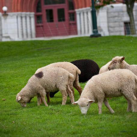 Sheep grazing on the UVM Green