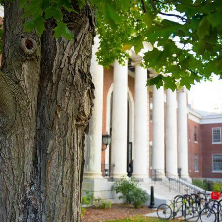 A tree alignes with the pillars in front of the Waterman building.