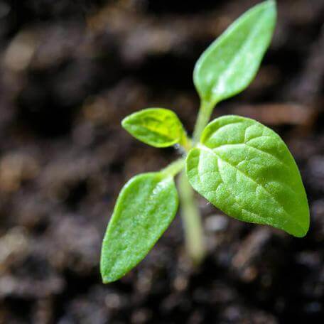 a small green plant sprouting out of soil