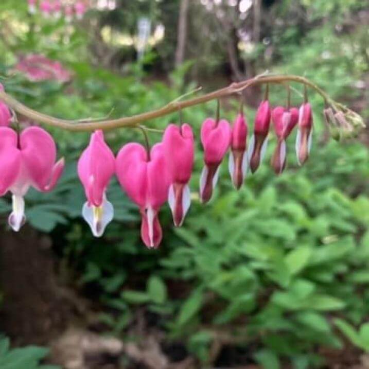 Pink bleeding heart flowers in front on a vine in front of other greenery