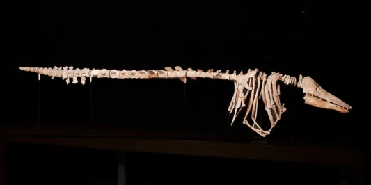 Full length image of the Charlotte Whale's skeletal profile