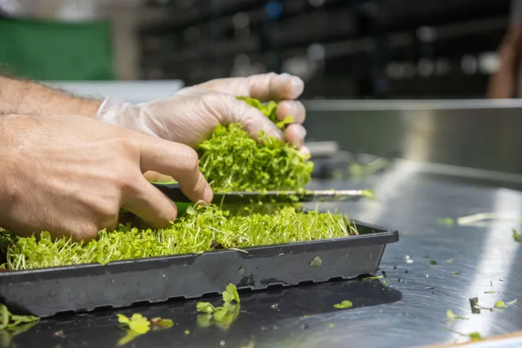 Closeup of a microgreens tray and hands. Gloved left hand grasping microgreen shoots as their bases are cut with a knife in the right hand.