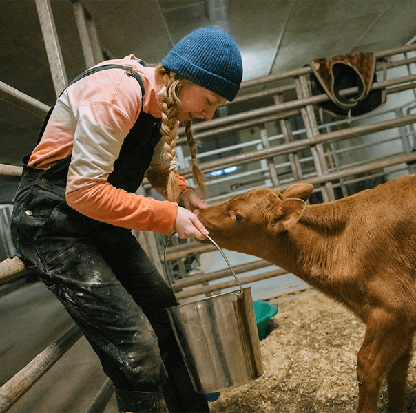 A student feeds a calf in the dairy barn