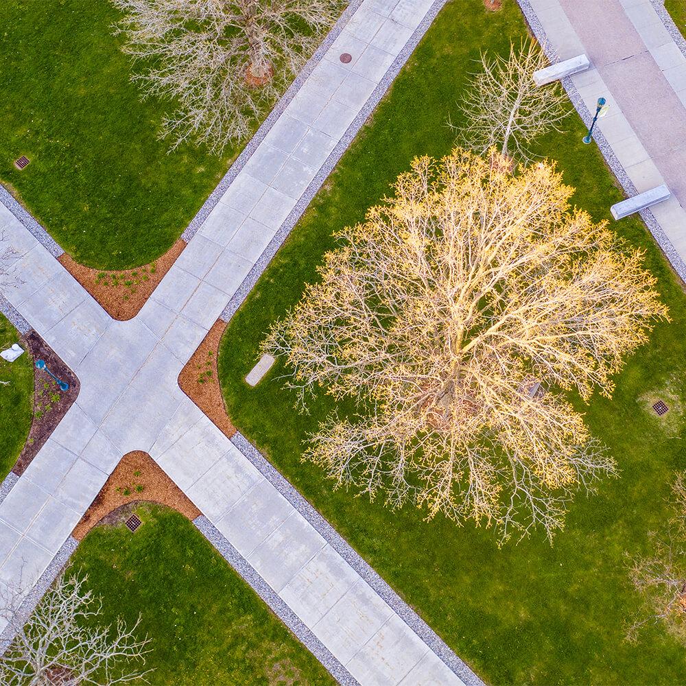 An aerial view of a campus sidewalk and tree