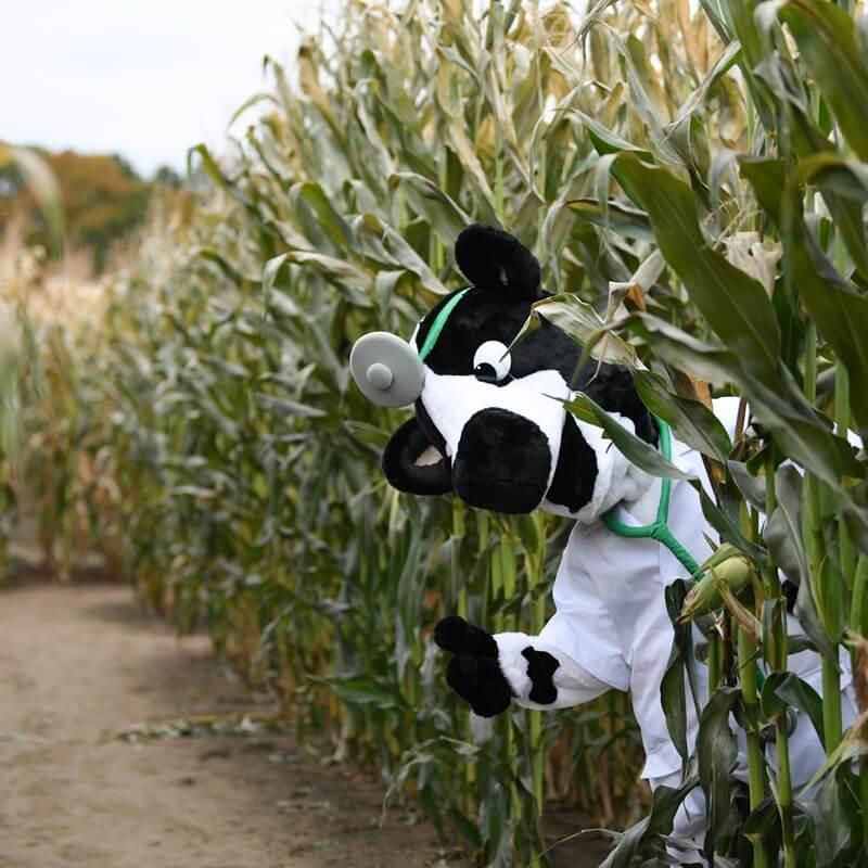 person in a cow doctor costume playfully waving from a cornfield