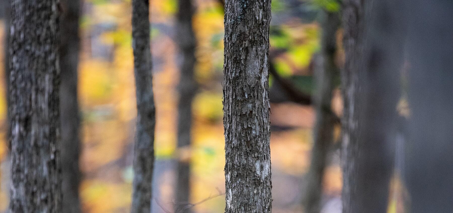 A close up view of bark on trees in a forest