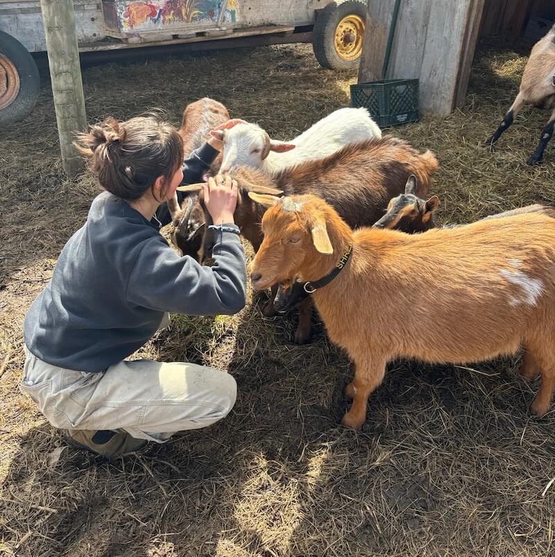 Student crouching down with four goats crowded around. 