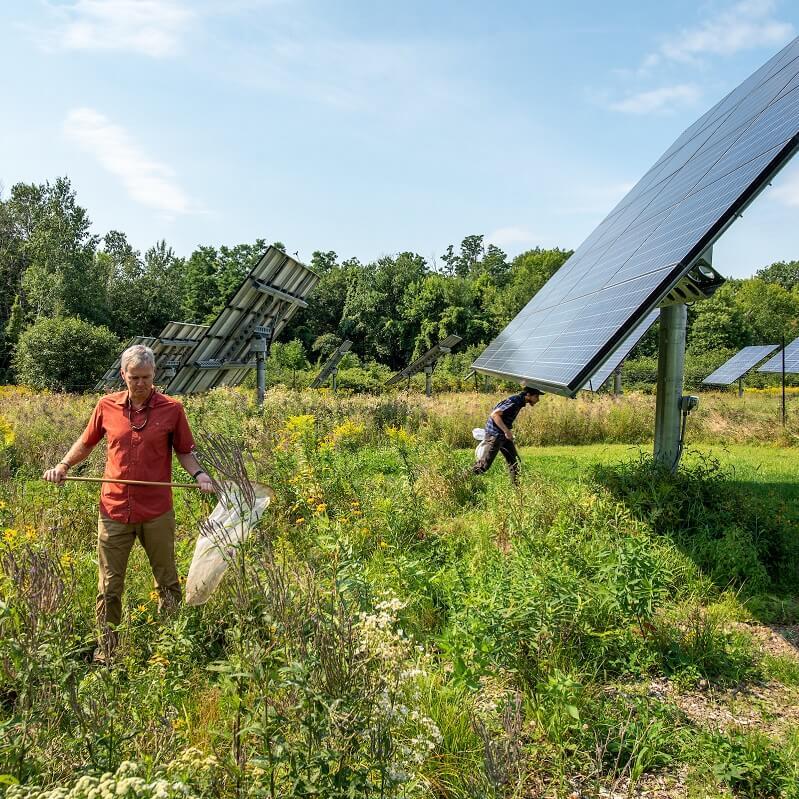 Professor Taylor Ricketts and a Graduate Student conducting field work in a wildflower and solar field