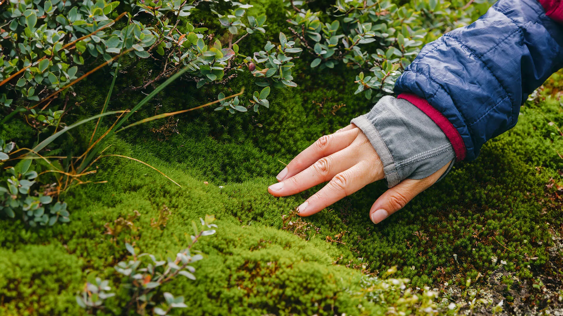 a hand touches moss and rock