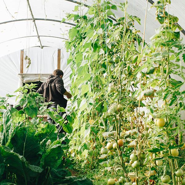 worker in a greenhouse surrounded by plants