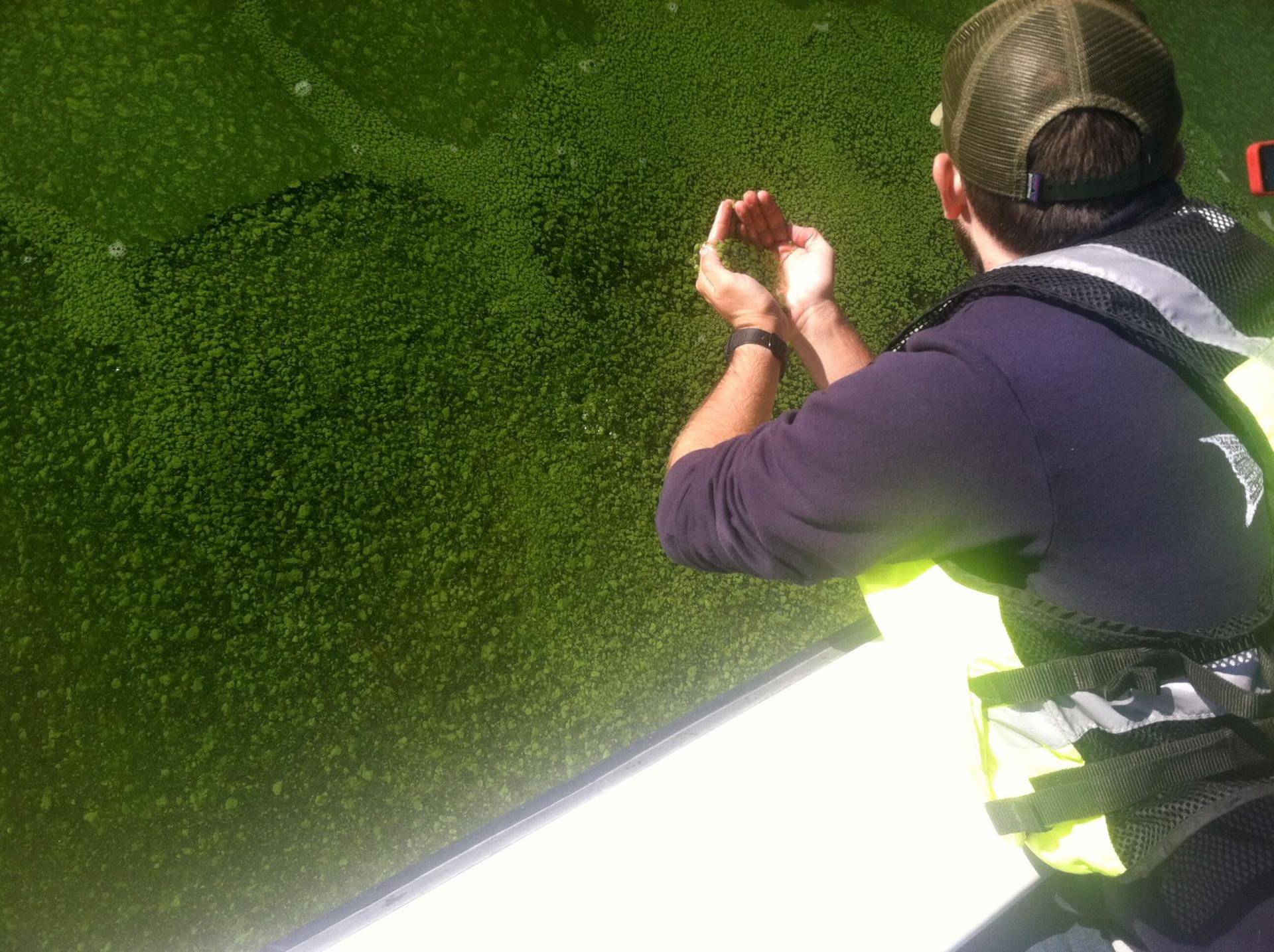 Water researcher scooping up algae on Lake Champlain