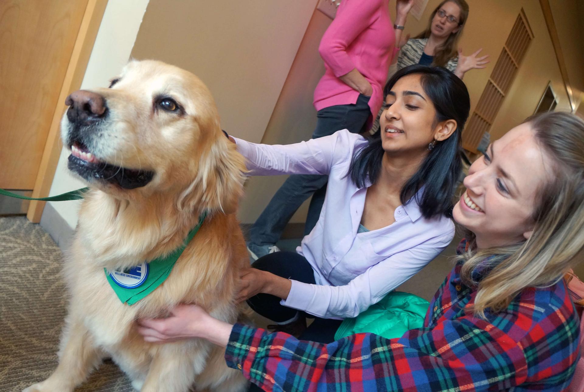 Tucker the therapy dog being petted by two students. 