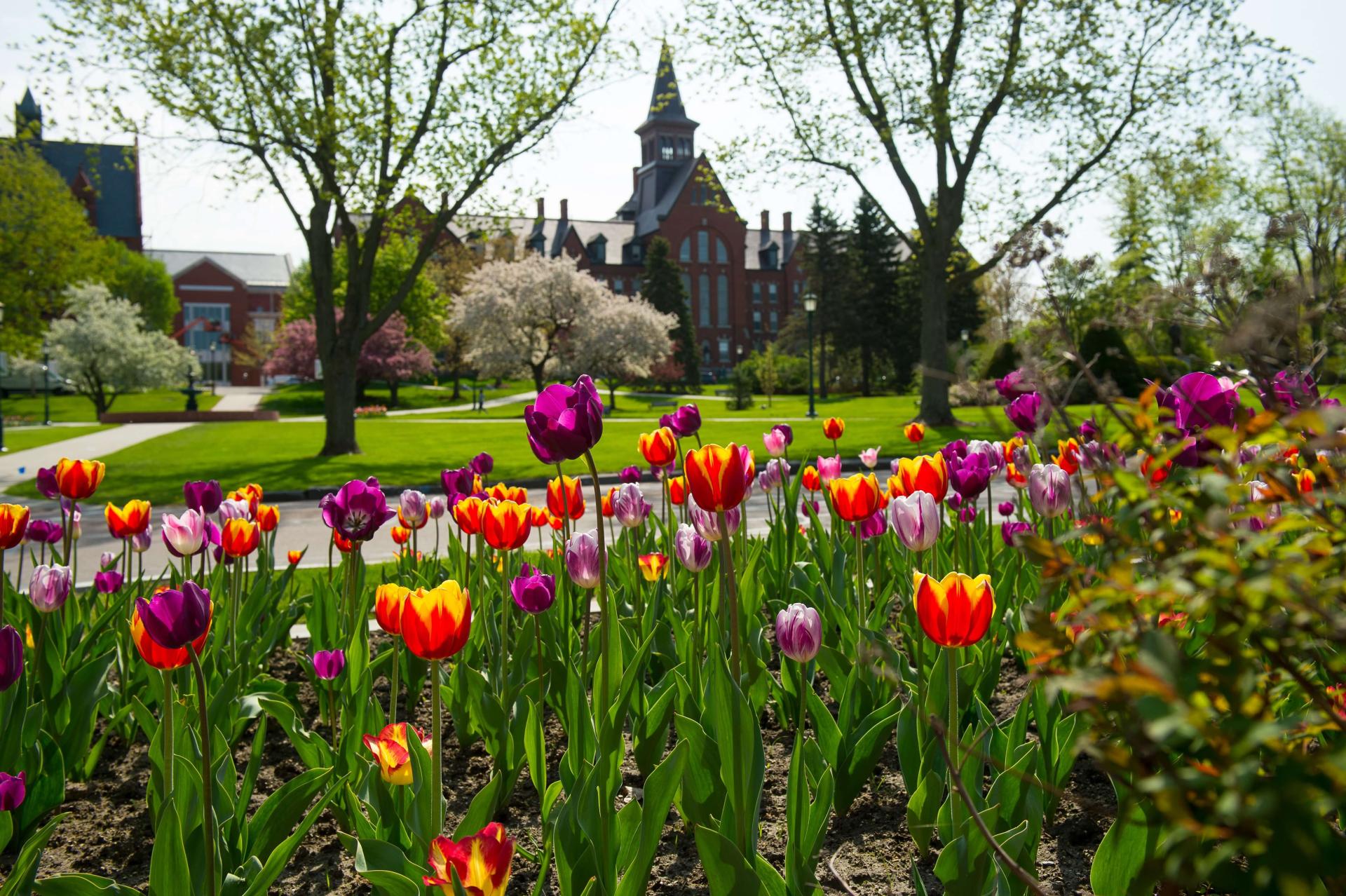 Spring Tulips on the UVM Campus