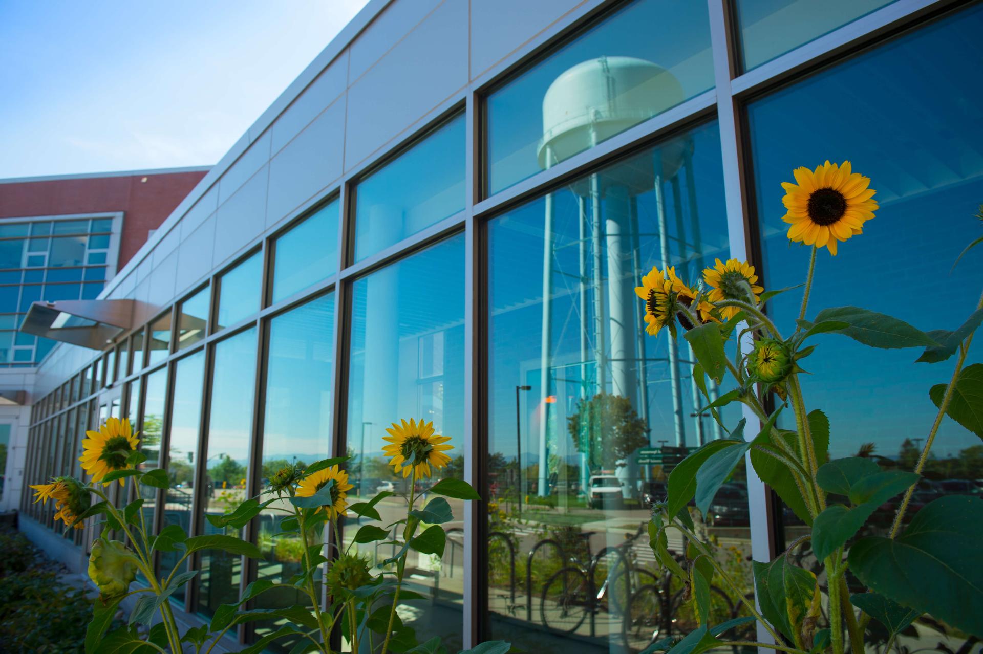 Beautiful sunflowers blooming outside of the Davis Center